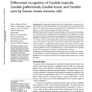 Differential recognition of Candida tropicalis, Candida guilliermondii, Candida krusei, and Candida auris by human innate immune cells
